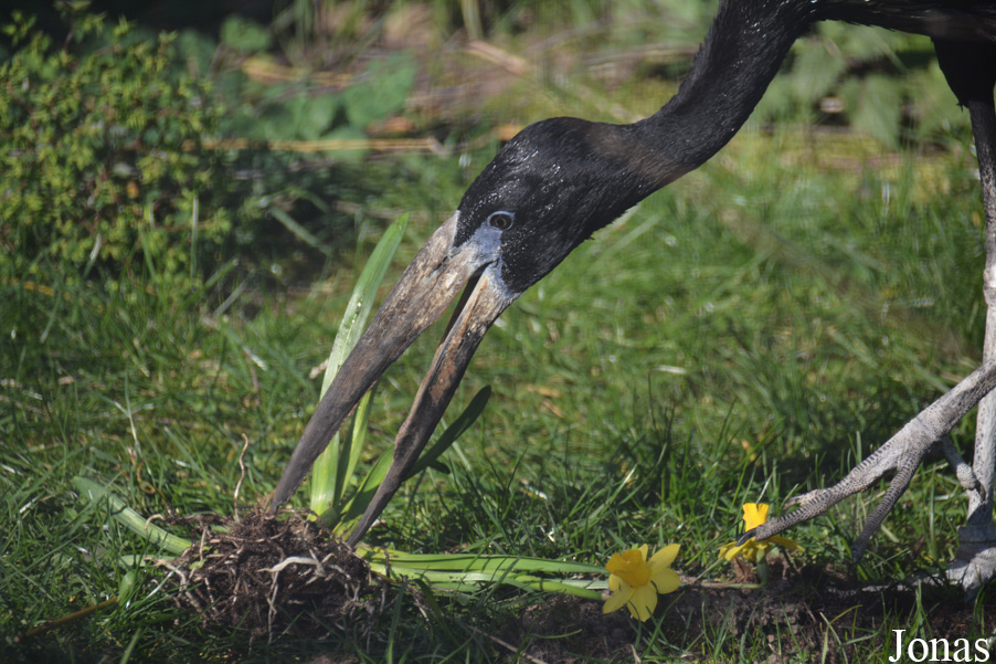 Kölner Zoo