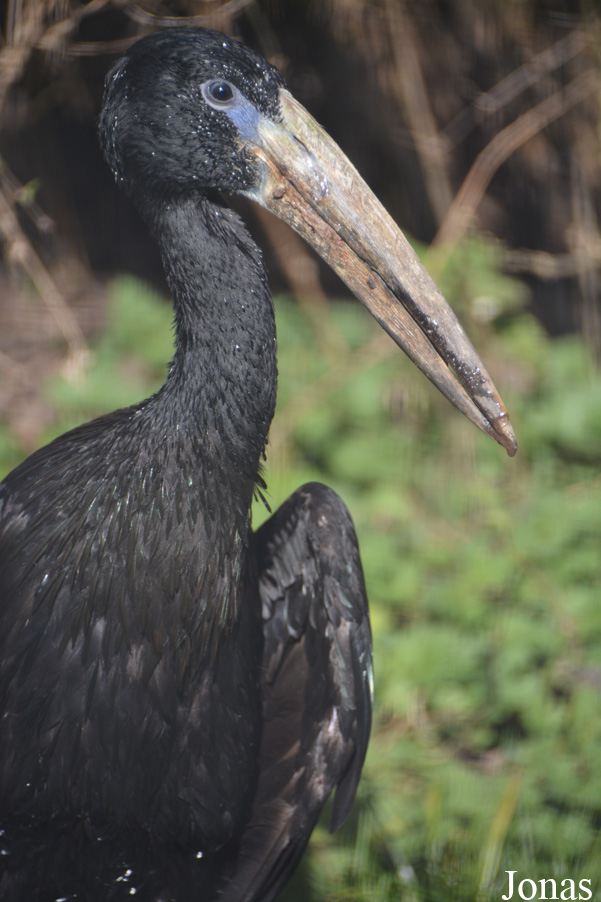 Kölner Zoo