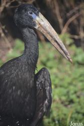 Kölner Zoo