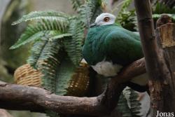 Ducula forsteni