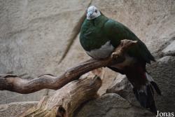 Kölner Zoo