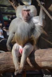 Kölner Zoo