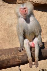 Kölner Zoo