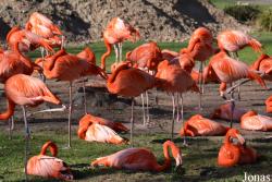 Kölner Zoo