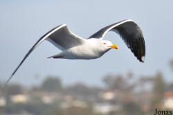 La Jolla