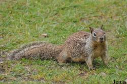 Otospermophilus beecheyi
