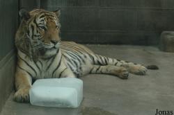 Chengdu Zoo