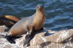 La Jolla