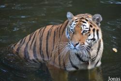Panthera tigris altaica