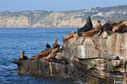 La Jolla
