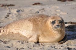 La Jolla