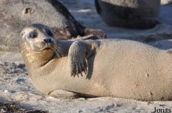 Phoca vitulina richardii