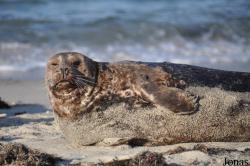 La Jolla