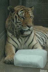 Chengdu Zoo