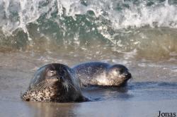 La Jolla