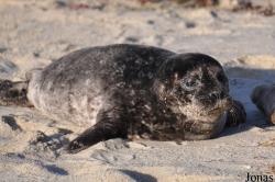 La Jolla