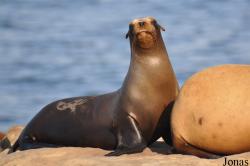La Jolla