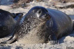 La Jolla