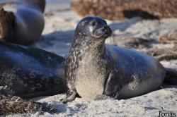 La Jolla