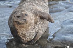 La Jolla