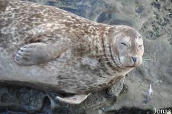 La Jolla