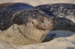 La Jolla