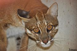 Catopuma temminckii