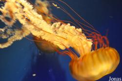 Birch Aquarium at Scripps Institution of Oceanography