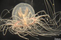Hydrozoa