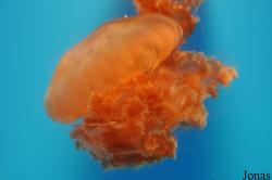 Chrysaora achlyos