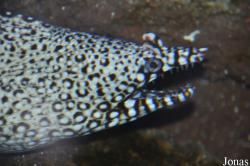 Muraena lentiginosa