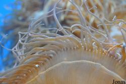 Birch Aquarium at Scripps Institution of Oceanography