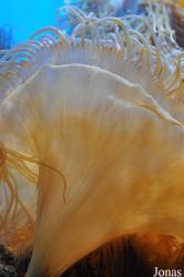Birch Aquarium at Scripps Institution of Oceanography