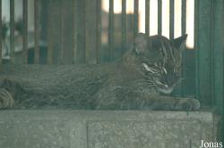 Chengdu Zoo