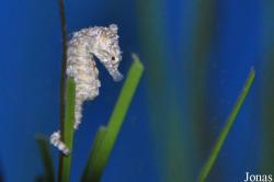 Birch Aquarium at Scripps Institution of Oceanography