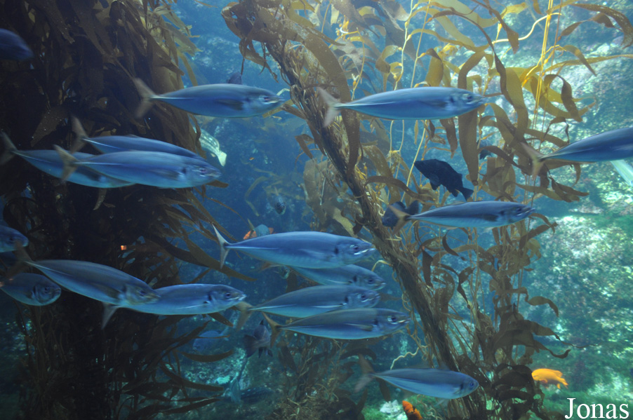 Birch Aquarium at Scripps Institution of Oceanography