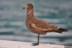 Larus heermanni