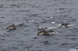 Delphinus delphis