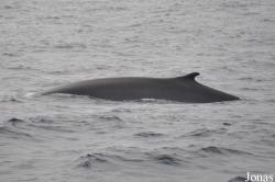 Balaenoptera physalus