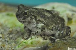 Scaphiopodidae