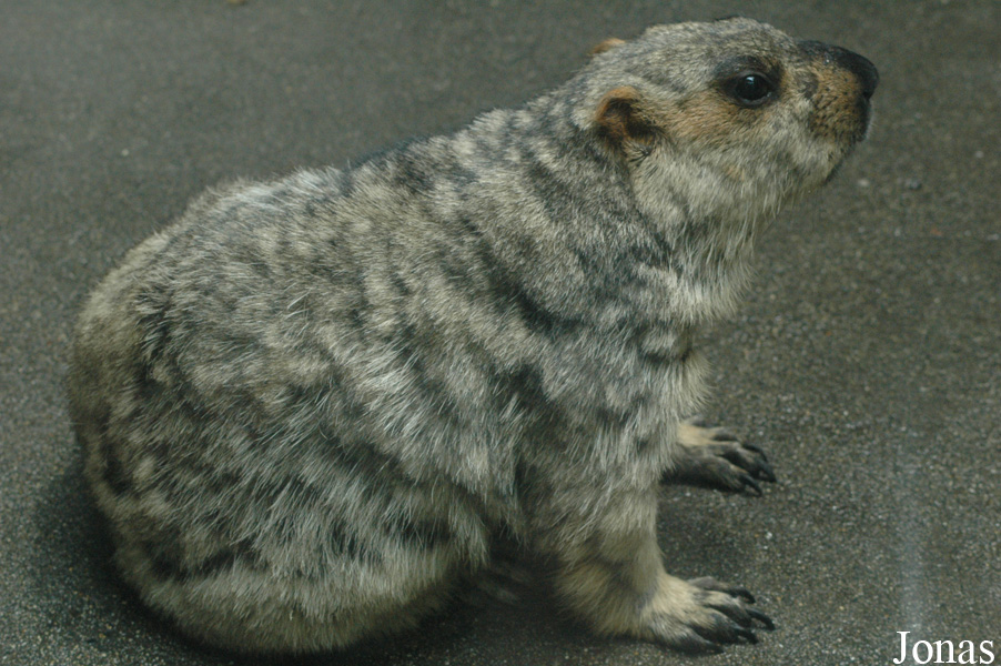 Chengdu Zoo