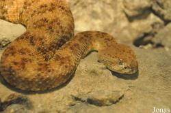 Crotalus mitchellii