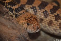 Pituophis catenifer