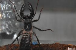 Thelyphonidae