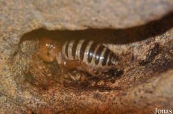 Stenopelmatidae
