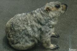 Marmota sibirica