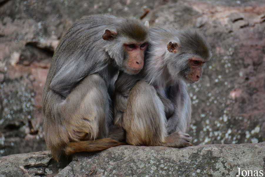 Zoo Heidelberg