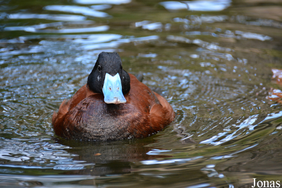 Zoo Heidelberg