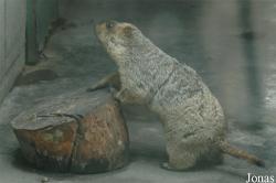Chengdu Zoo