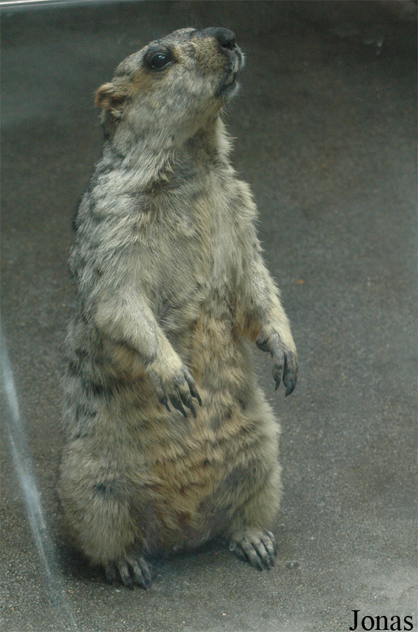 Chengdu Zoo